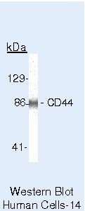 CD44 Antibody in Western Blot (WB)
