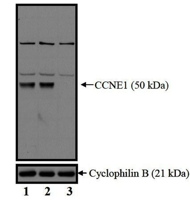 Cyclin E Antibody