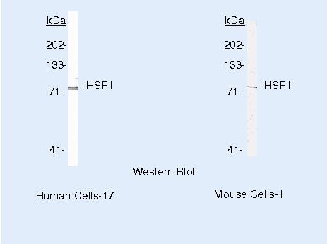 HSF1 Antibody in Western Blot (WB)