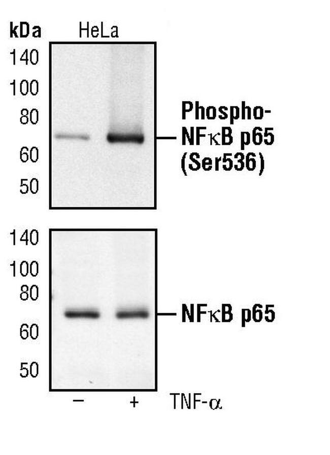 Phospho-NFkB p65 (Ser536) Antibody in Western Blot (WB)