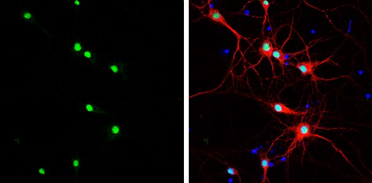 HMGB1 Antibody (MA5-17277)