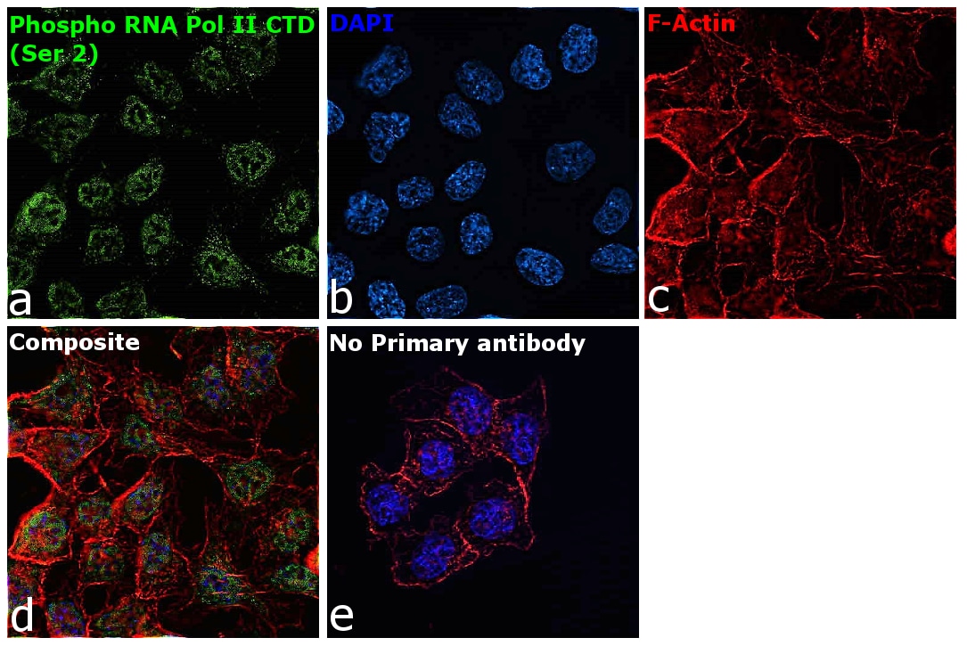 Phospho-RNA pol II CTD (Ser2) Antibody in Immunocytochemistry (ICC/IF)