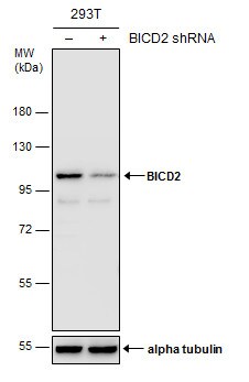 BICD2 Antibody