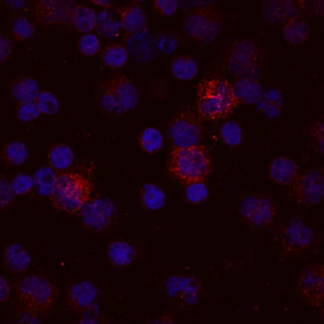 IL-12 p70 Antibody (MA5-23715)