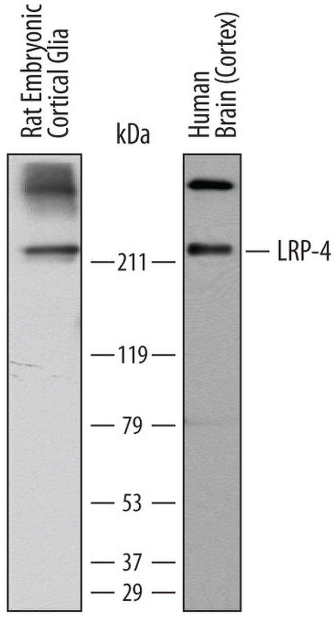 LRP4 Antibody (MA5-24353)