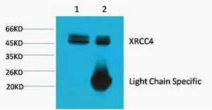 XRCC4 Antibody in Immunoprecipitation (IP)