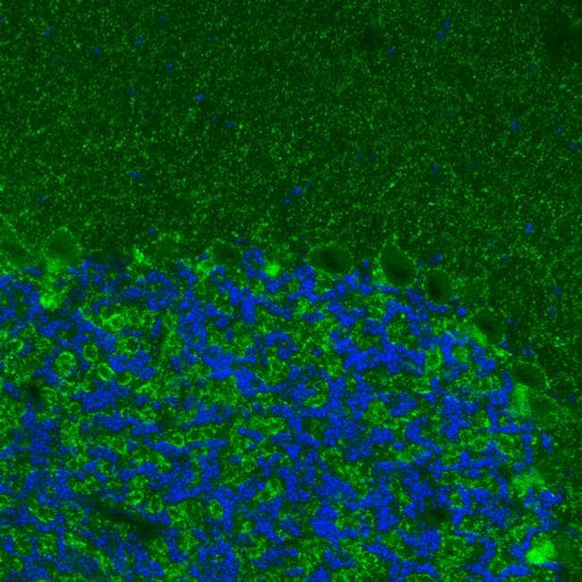 VGAT Antibody (Monoclonal, CL2793)