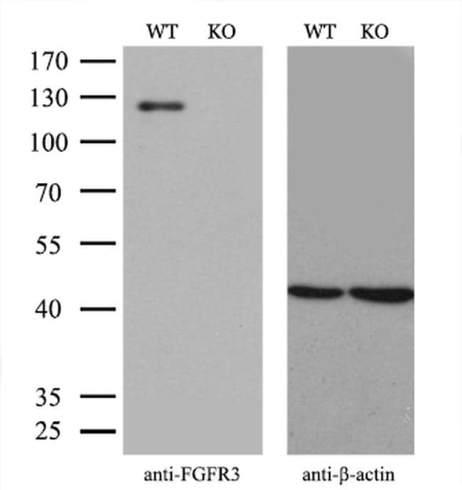 anti human fgfr3 antibody cross reactivity