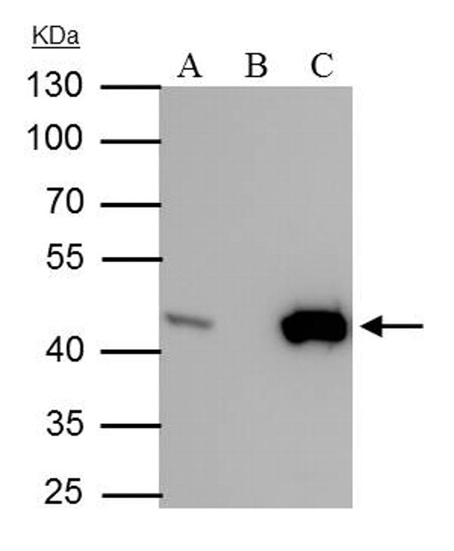 IDH1 Antibody (MA5-27759)