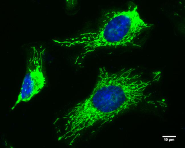 FIS1 Antibody (MA5-27835)