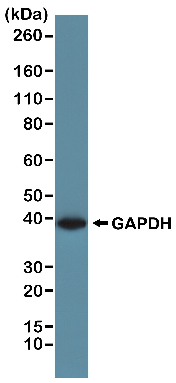 gapdh western blot kda