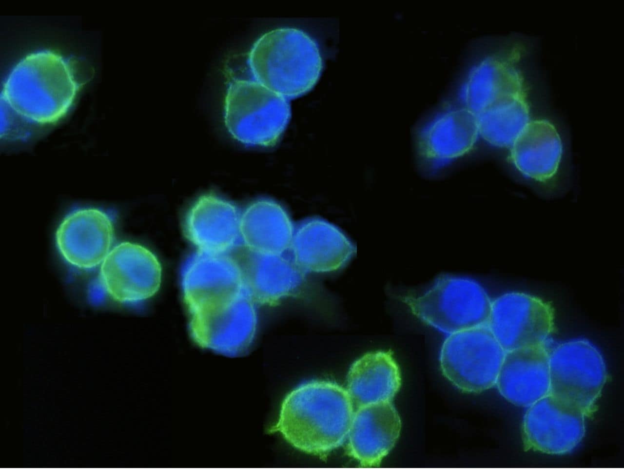 EpCAM Antibody (MA5-29246)