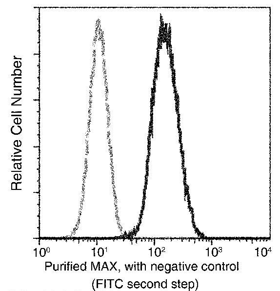 MAX Antibody (MA5-29412)