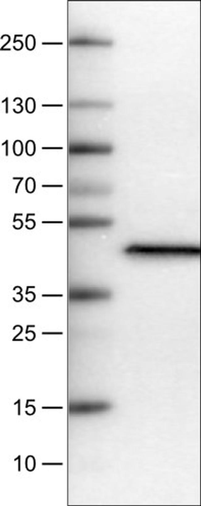 Apolipoprotein A4 Antibody in Western Blot (WB)