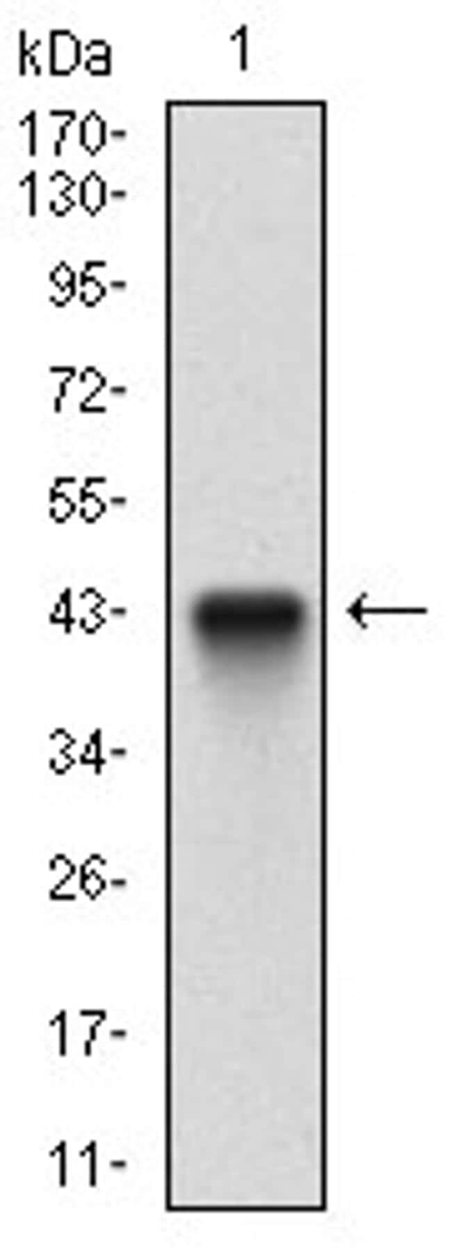 flip-antibody-ma5-31679