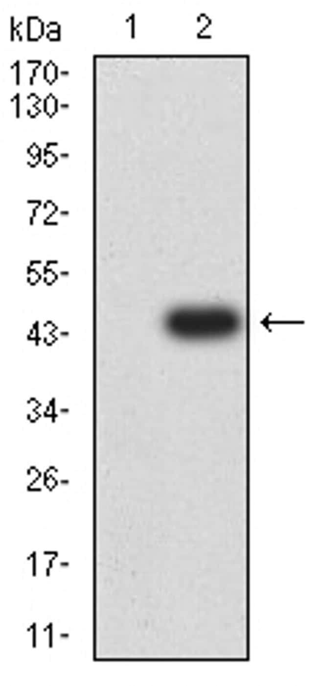 HTR3B Antibody in Western Blot (WB)