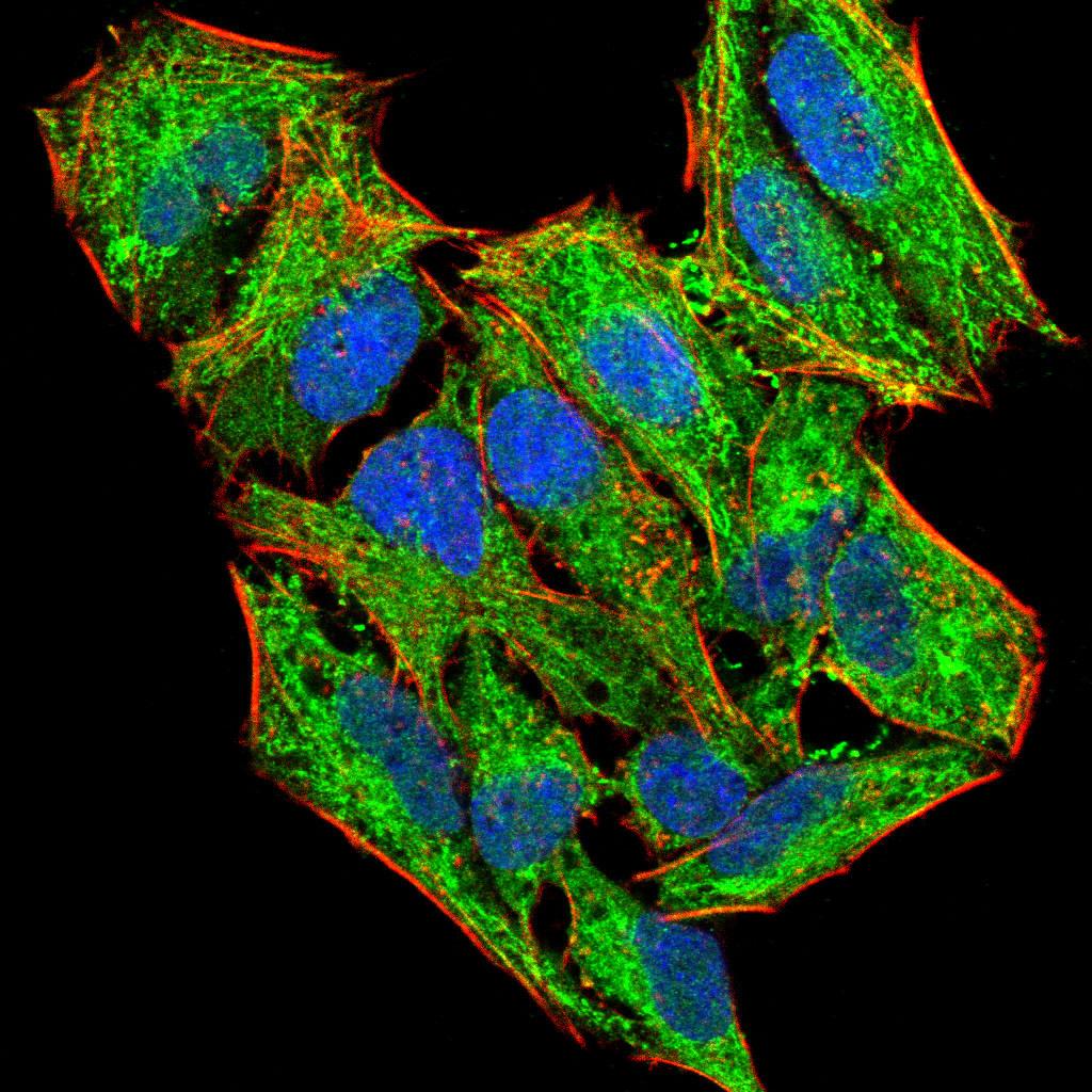 LHR Antibody (MA5-31793)