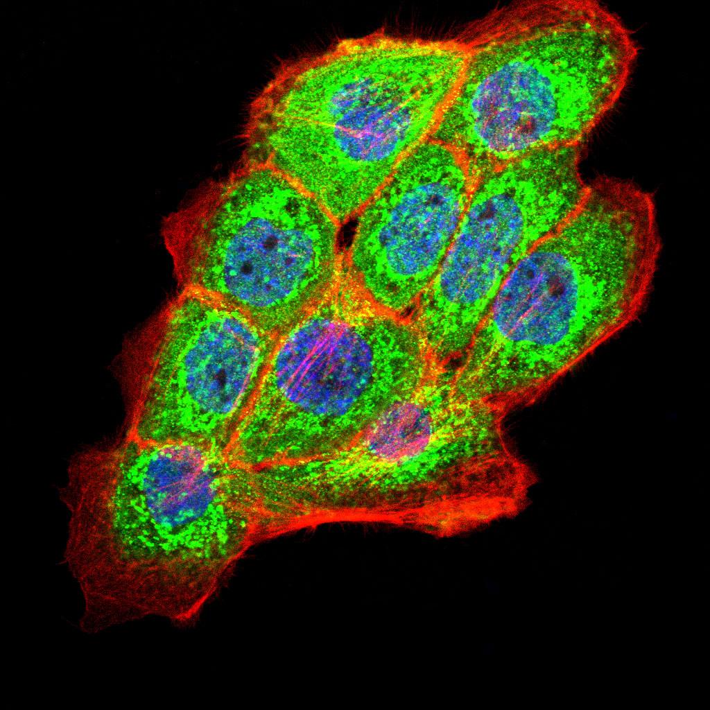 PKHD1 Antibody (MA5-31848)