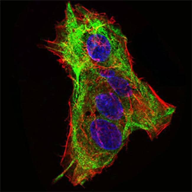 SCP3 Antibody (MA5-31916)