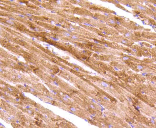 AIF Antibody (MA5-32032)