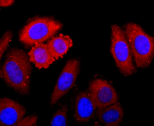 CDK1 Antibody (MA5-32055)