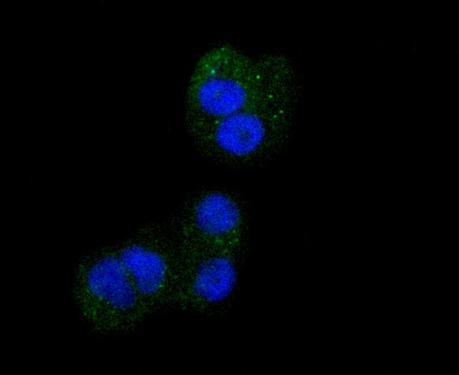 CD61 (Integrin beta 3) Antibody (MA5-32077)