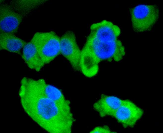 AMPK alpha-1 Antibody (MA5-32122)