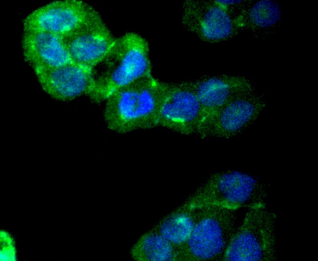 Camkii Pan Antibody (ma5-32125)