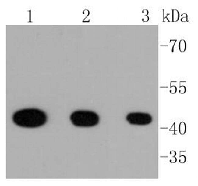 Phospho-MEK1 (Ser218, Ser222) Antibody in Western Blot (WB)