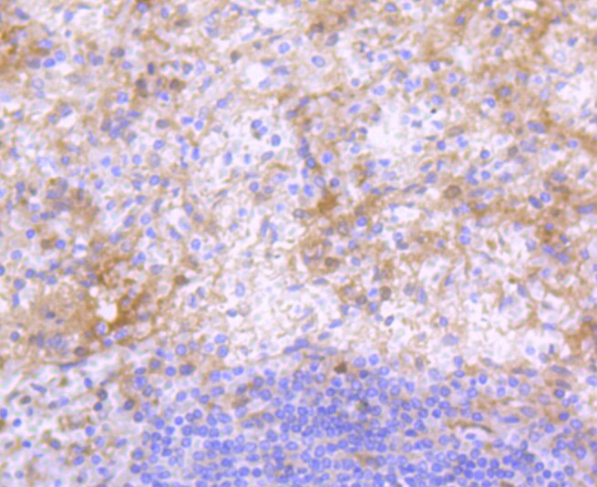 Human IgG4 Antibody (MA5-32169)