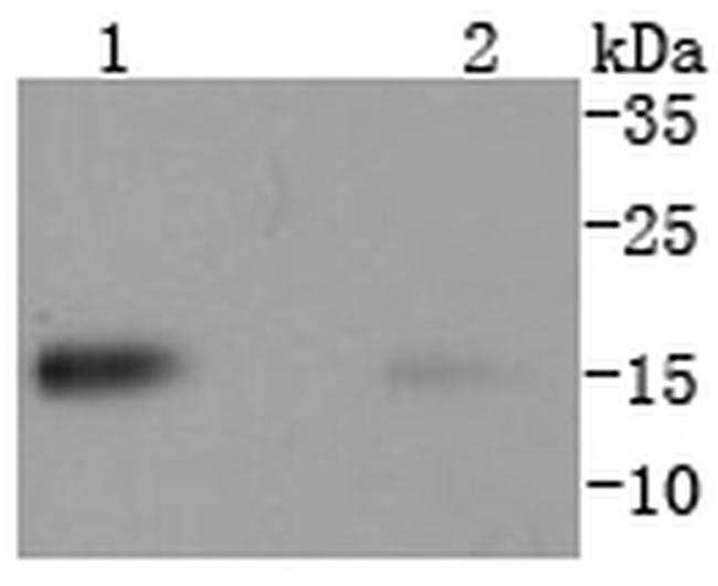 CD266 (TWEAK Receptor) Antibody in Western Blot (WB)