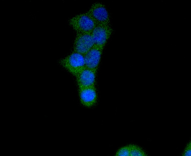 FGFR1 Antibody (MA5-32383)