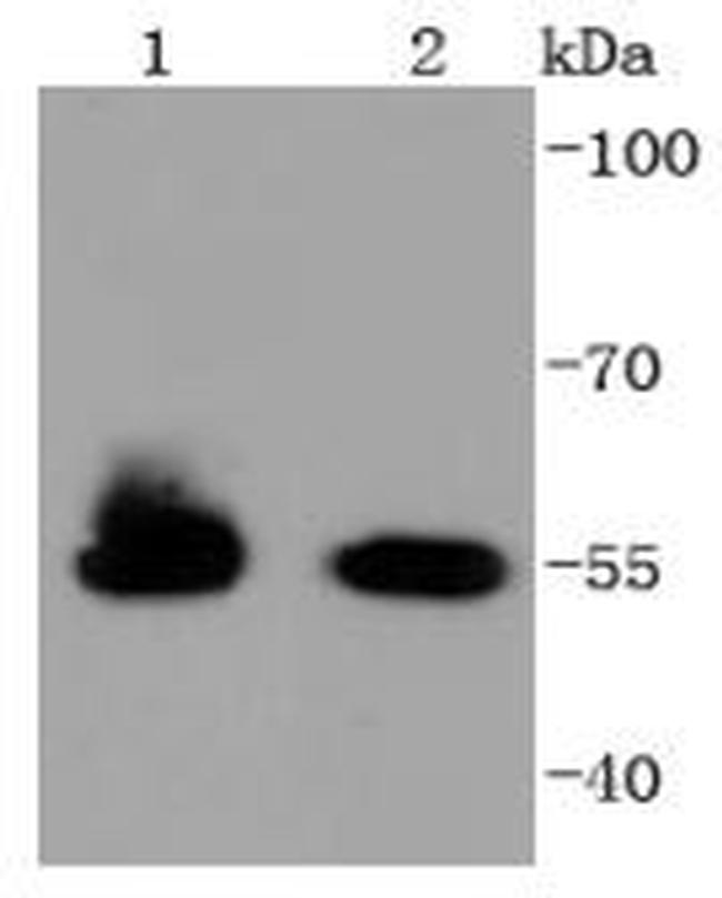 HSPA14 Antibody in Western Blot (WB)