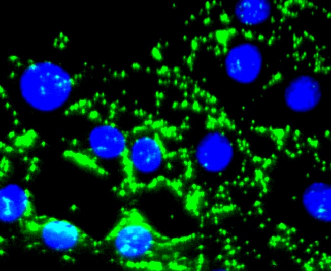 Fibronectin Antibody (MA5-32509)