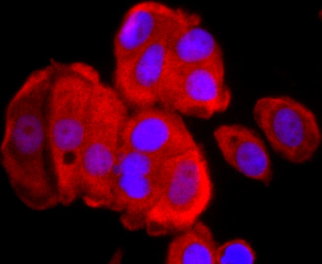 Thioredoxin 1 Antibody (MA5-32569)