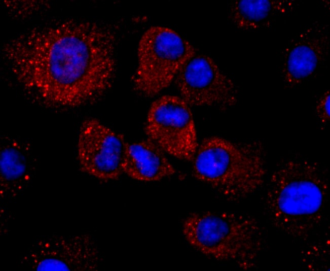 Haptoglobin Antibody (MA5-32584)