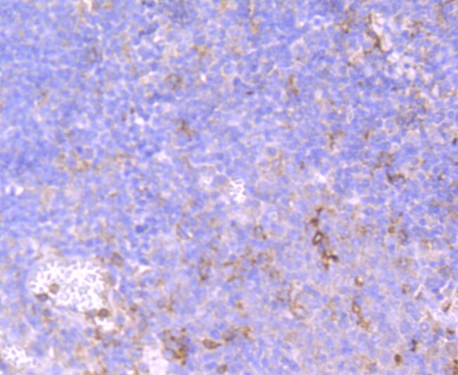 CD32 Antibody in Immunohistochemistry (Paraffin) (IHC (P))