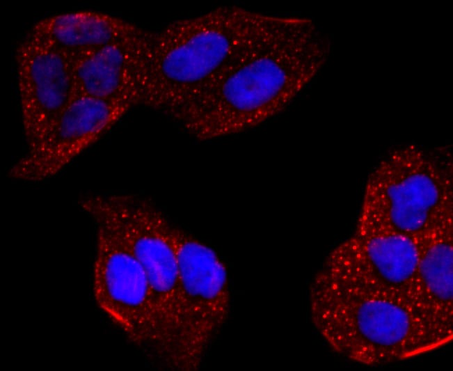 CYP2E1 Antibody (MA5-32605)