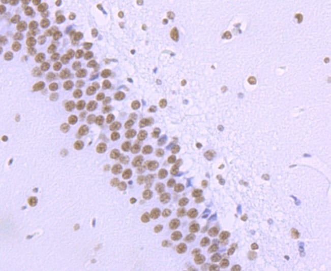 Phospho-RNA pol II CTD (Ser2) Antibody (MA5-32637)