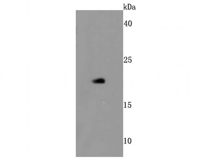 BID Antibody in Western Blot (WB)