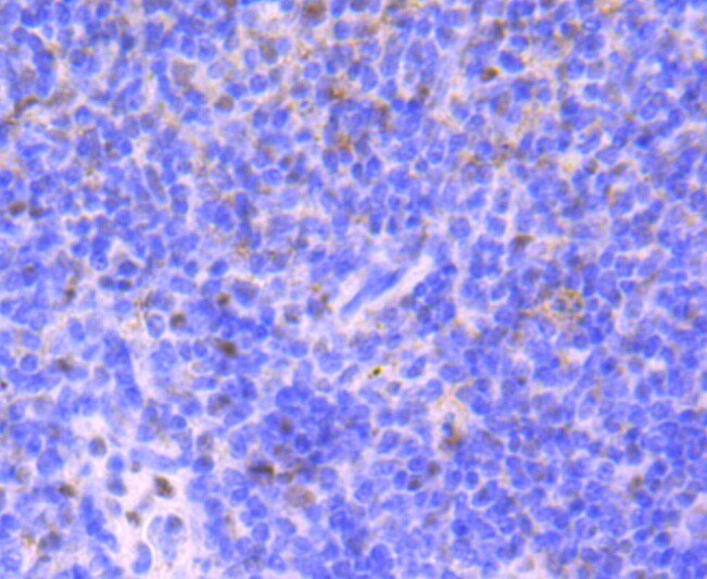 53BP1 Antibody (MA5-32653)