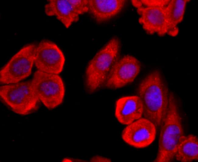 Muc2 Antibody (ma5-32654)