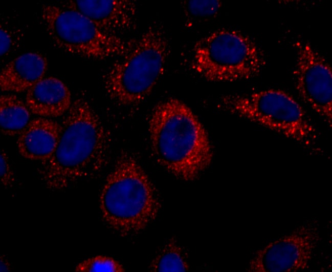 CXCL10 (IP-10) Antibody (MA5-32674)