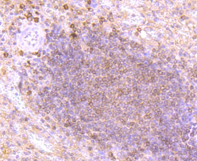 TIM-3 Antibody (MA5-32840)