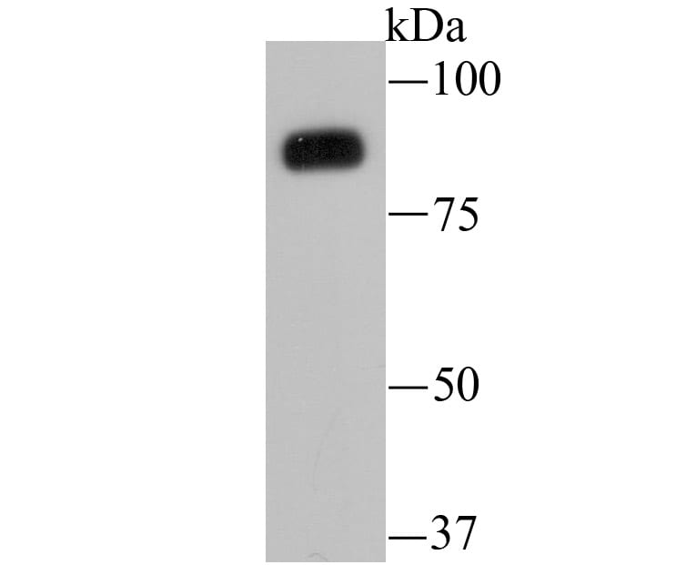 B-Raf Antibody (MA5-32846)