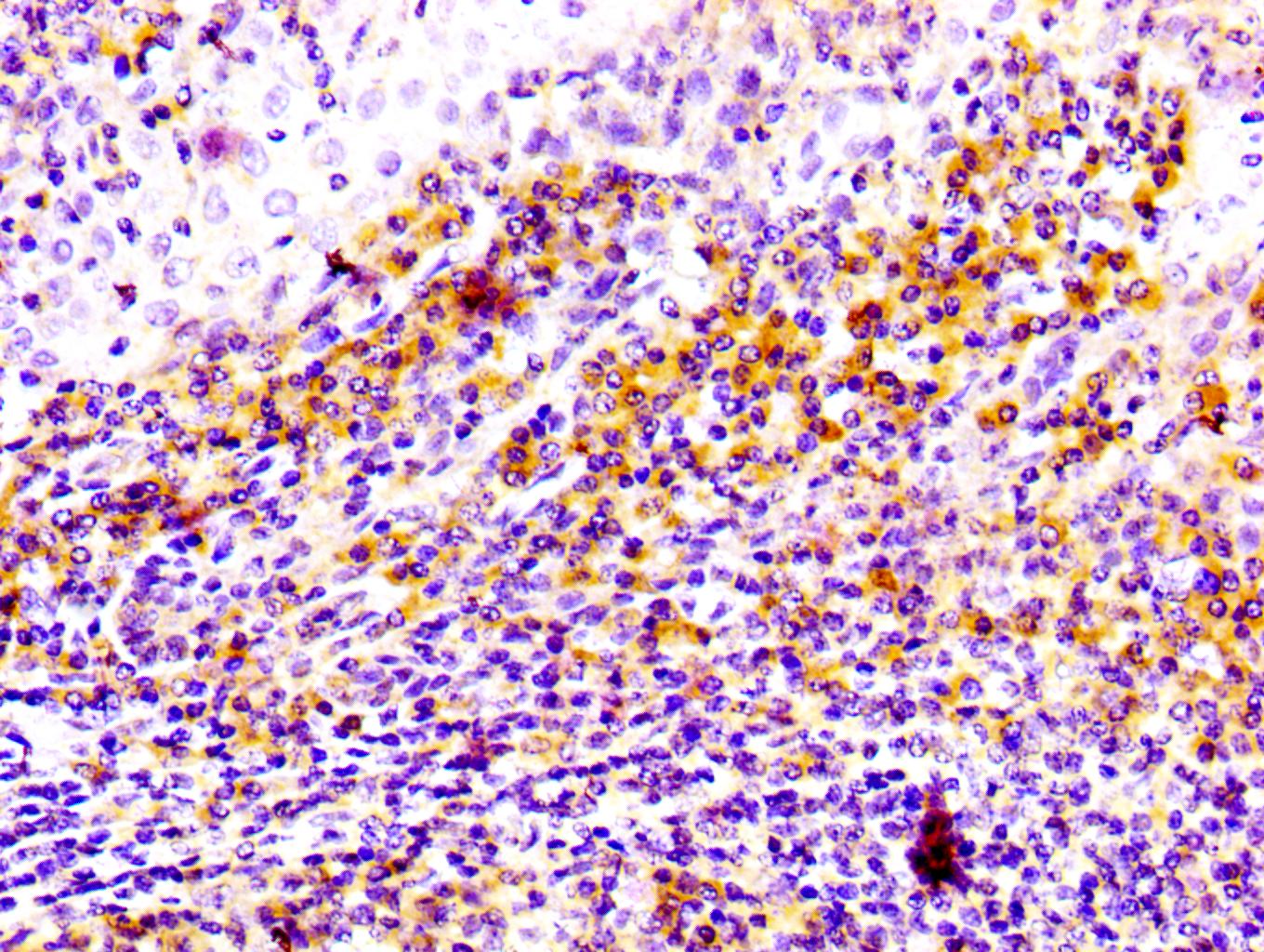 CD81 Antibody (MA5-33123)