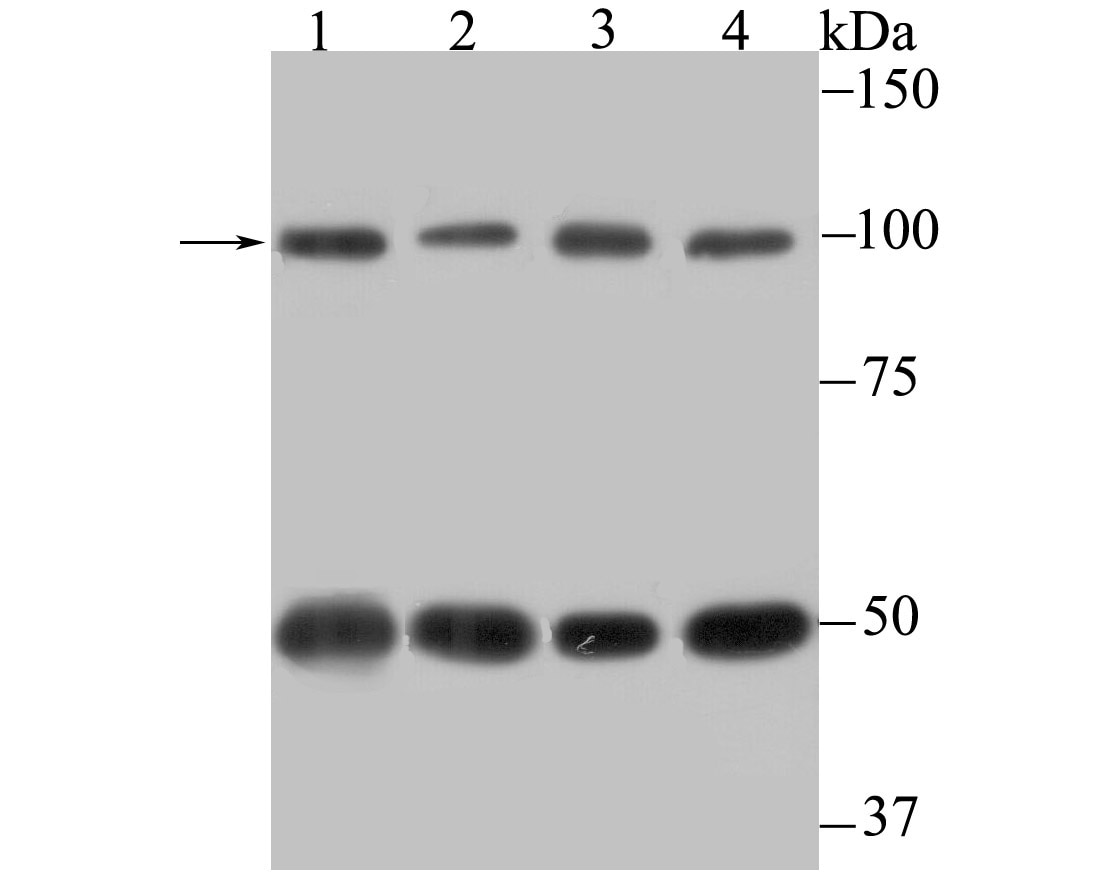 Cas Antibody Ma5