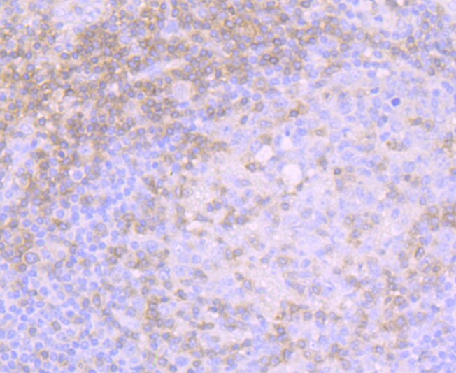 CD3 Antibody (MA5-34692)