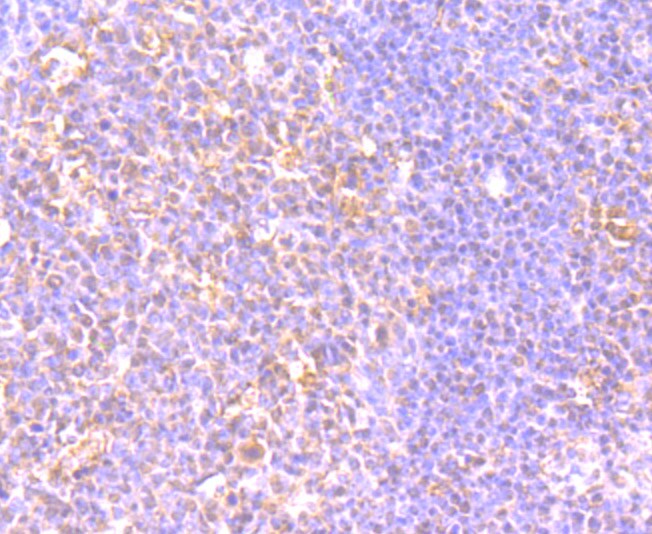 CD205 Antibody in Immunohistochemistry (Paraffin) (IHC (P))