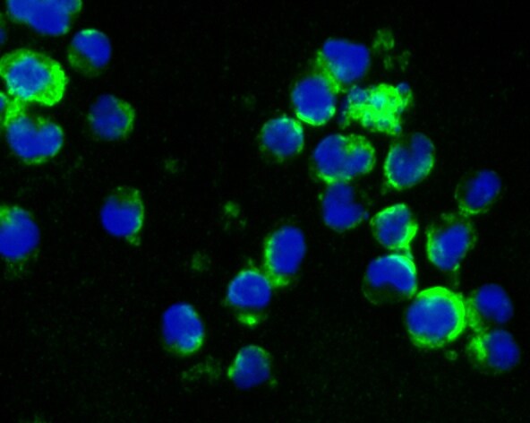 CD27 Antibody (MA5-34708)